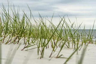 Gras in Sanddünen am Meer.
