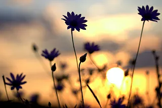 Blumen im Sonnenuntergang.